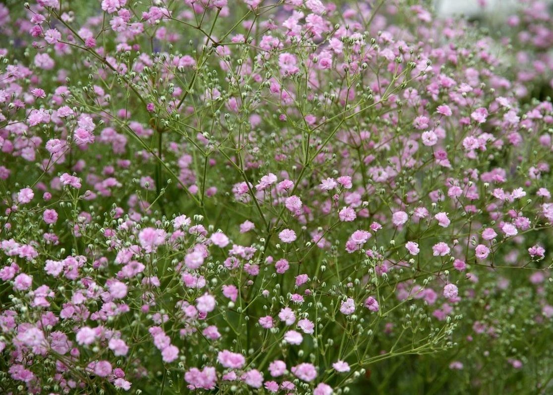Gypsophila paniculata 'Flamingo'
